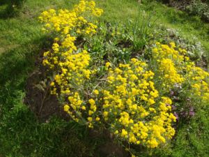 ogrodnicze usługi żółte kwiaty